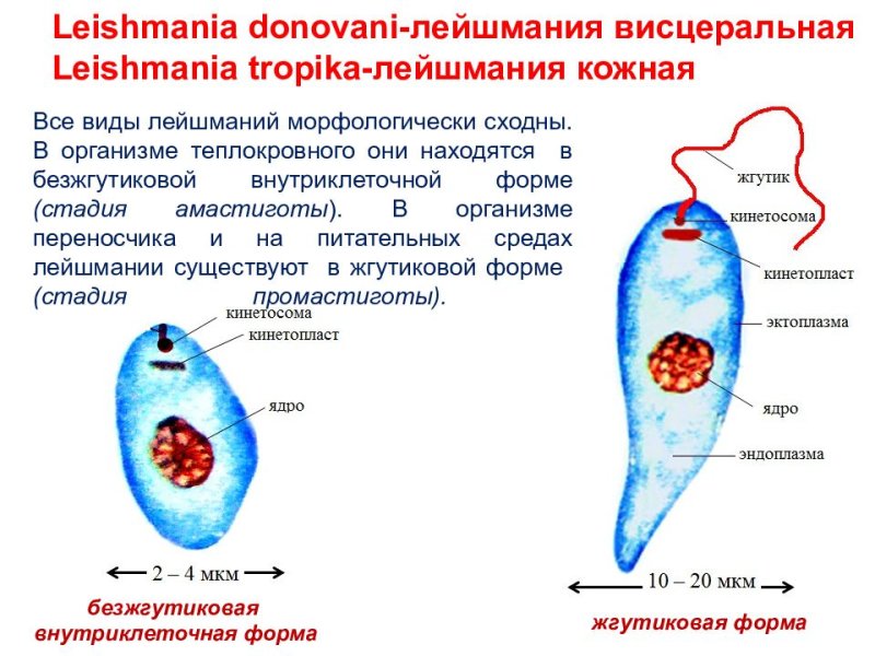 Leishmania donovani строение