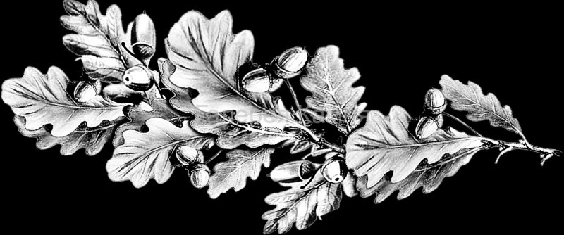 Веточка дуба