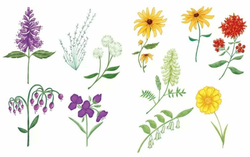 Полевые цветы