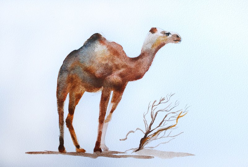 Camel акварель