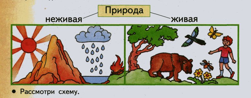 Рисунок Живая и неживая природа 2 класс