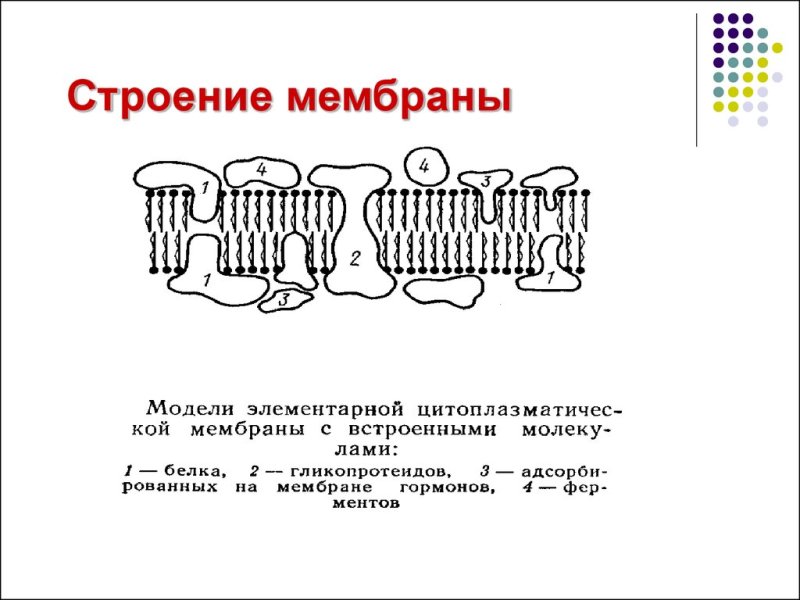 Строение биологической мембраны клетки