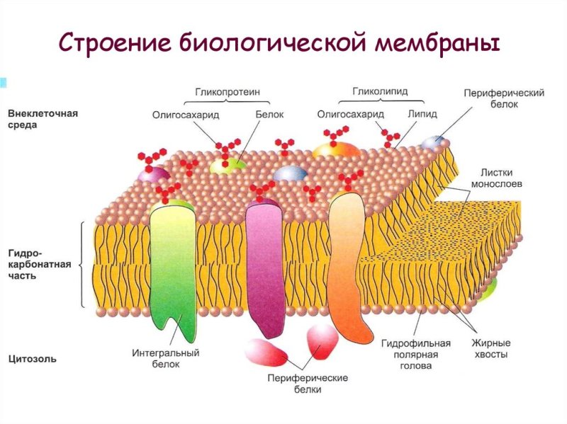 Структура плазматической мембраны схема