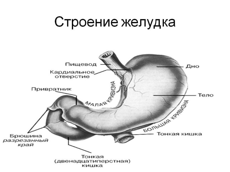 Строение желудка анатомия схема