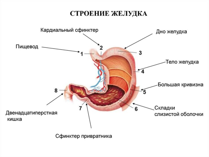 Анатомическое строение,расположение,функции желудка