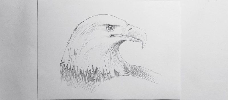 орел карандашом