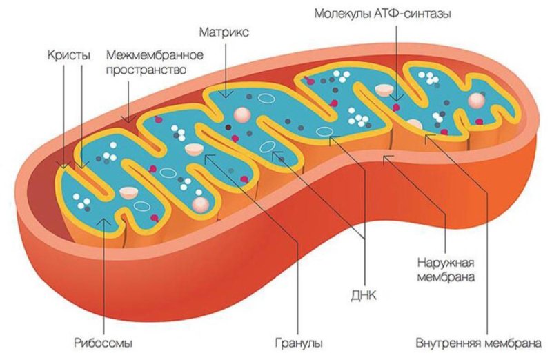 Митохондрии