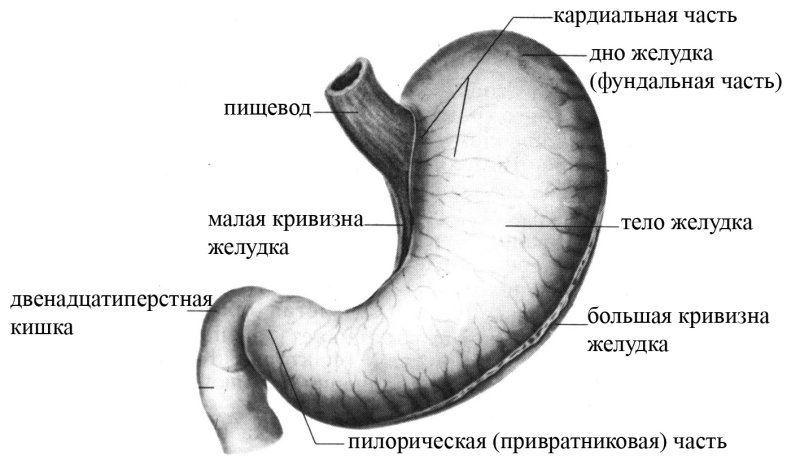 Наружное строение желудка