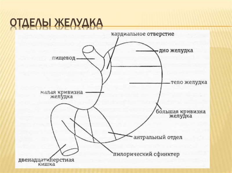 Анатомия желудка антральный отдел