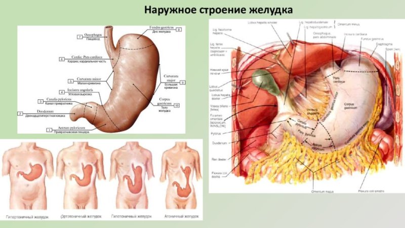 Схема строения желудка в разрезе