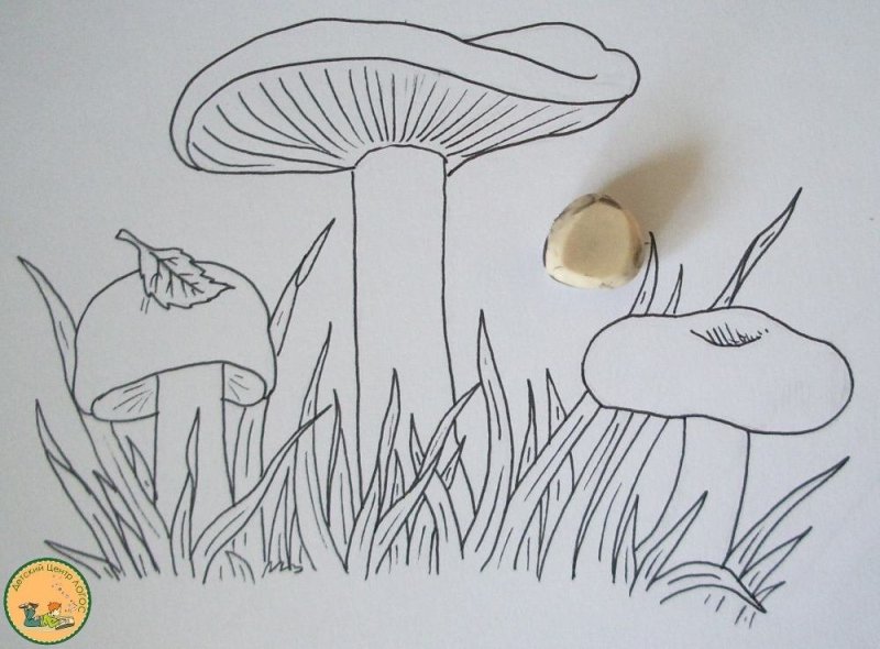 Рисунки грибов карандашом