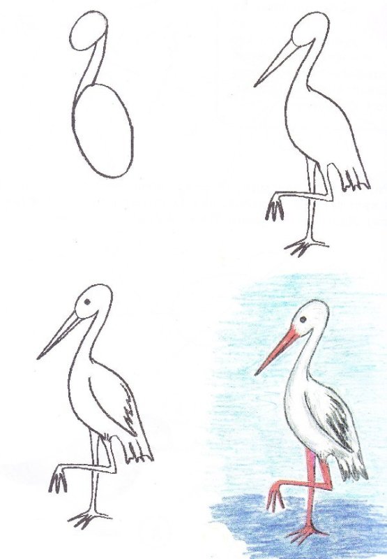 Цапля рисунок легкий