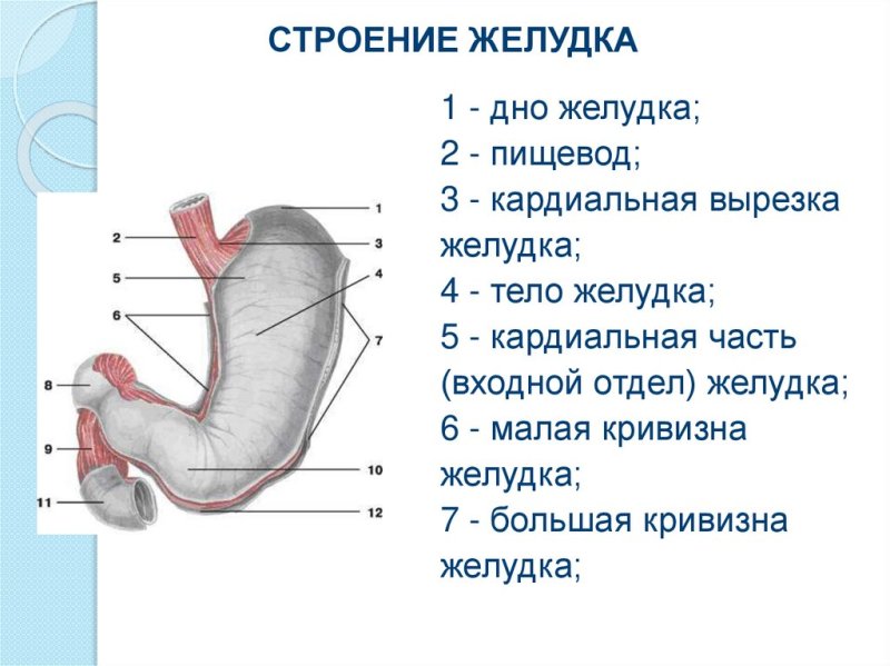 Наружное строение желудка