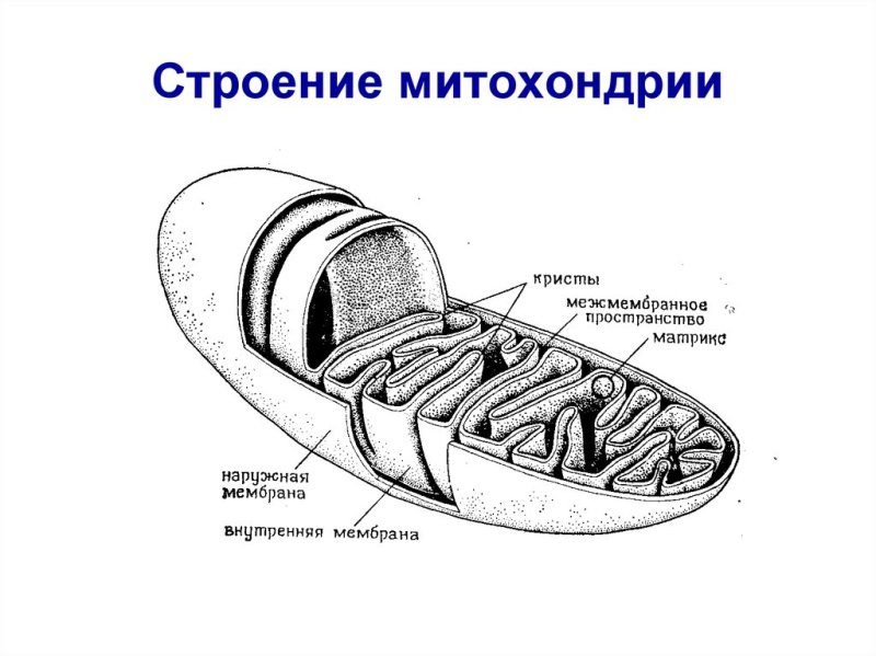 Схема строения митохондрии