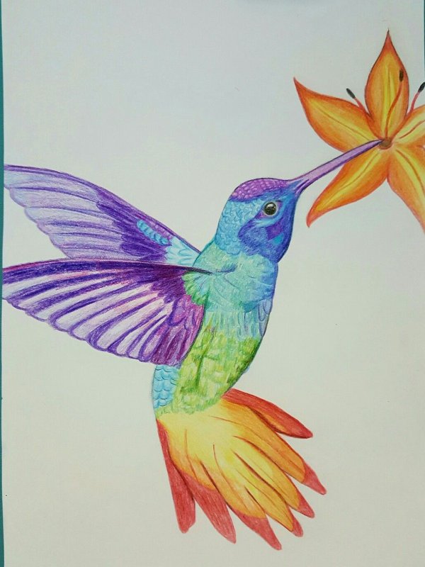 Рисунки птиц цветными карандашами