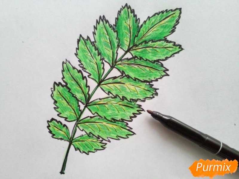 Рисование листьев