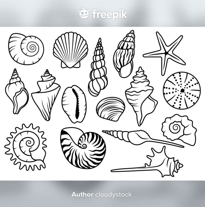 Ракушка раскраска для детей