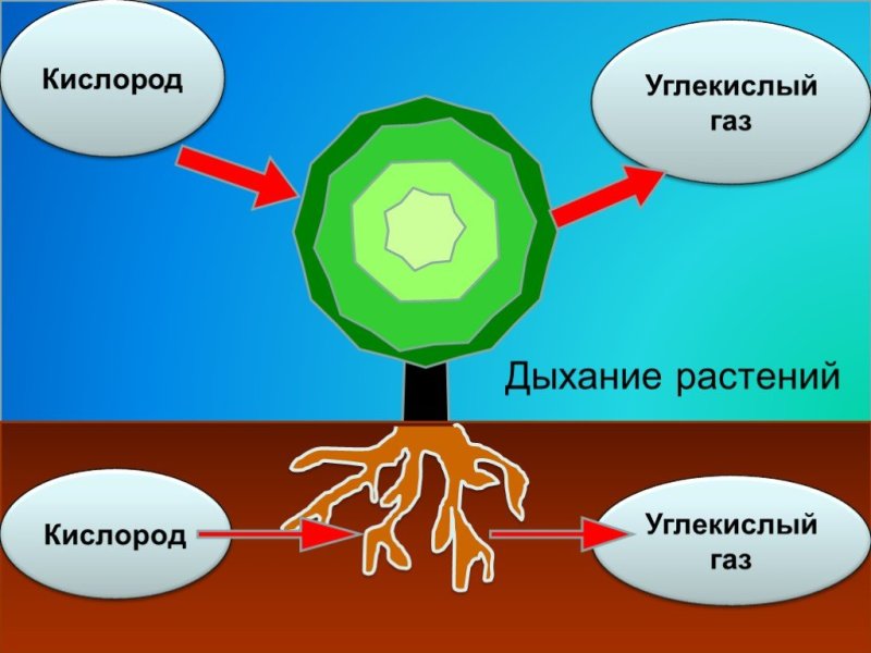 Процесс дыхания растений