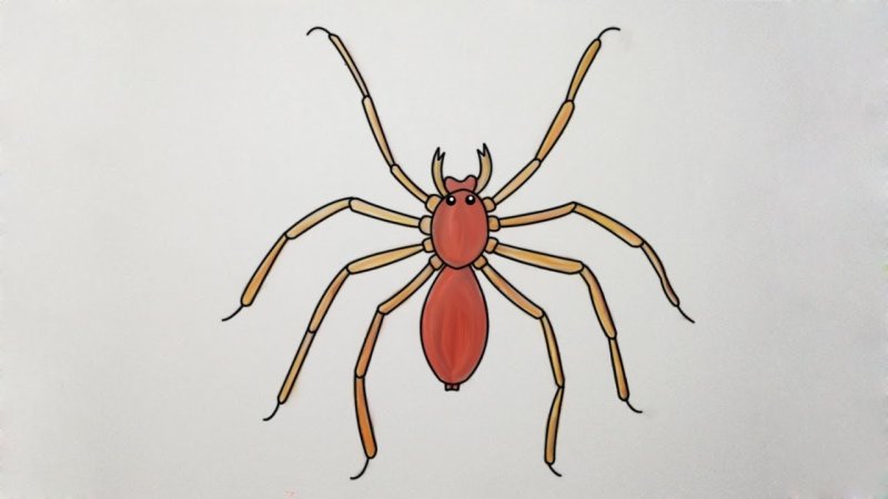 Паук рисунок