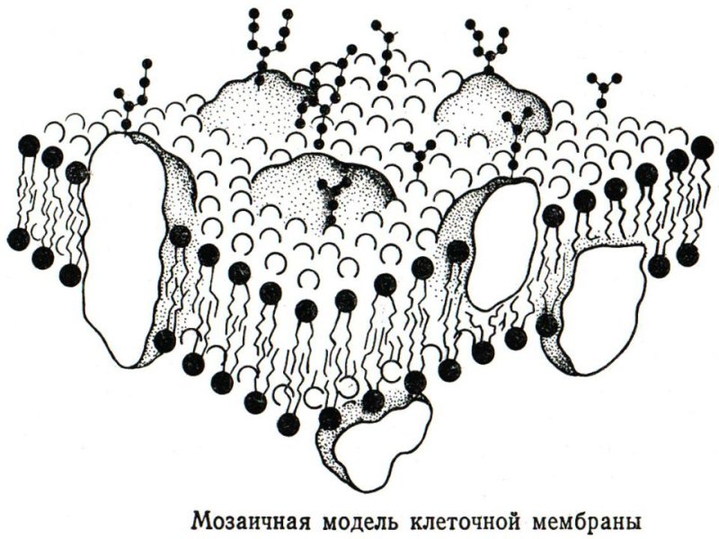 Жидко мозаичная модель плазматической мембраны