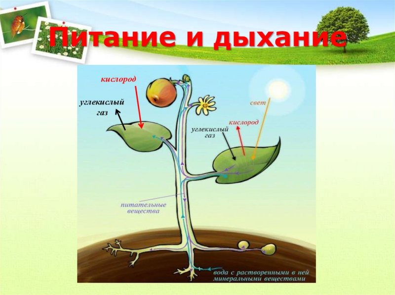 Схема питания растений