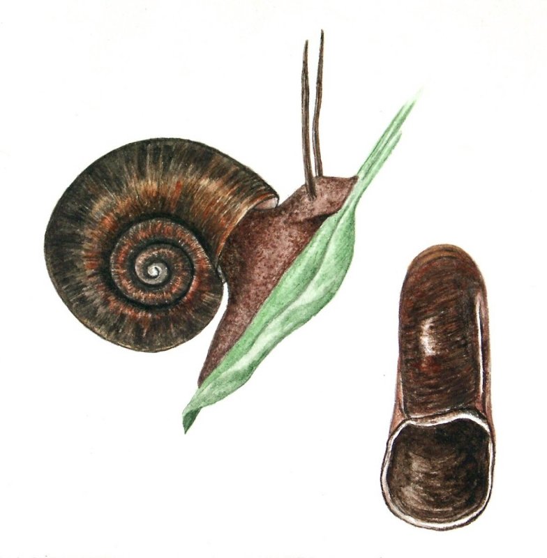 Coretus corneus