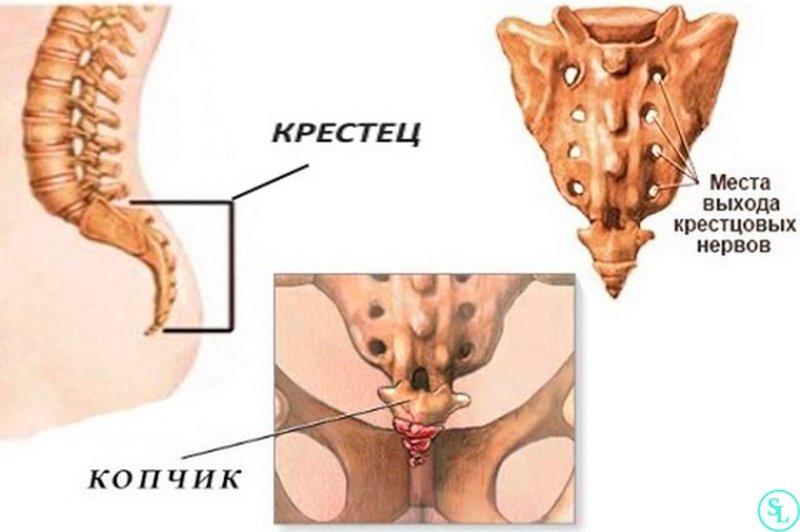 Копчиковый отдел позвоночника