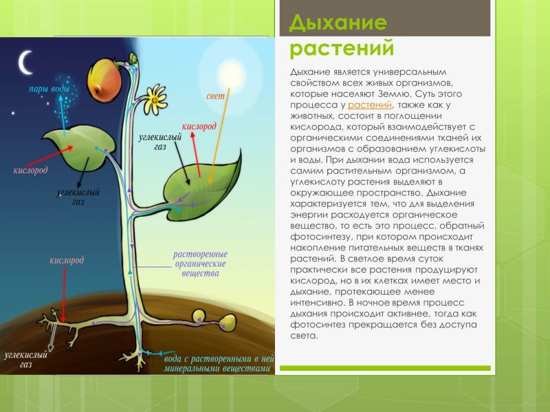 Процессы происходящие при дыхании растений