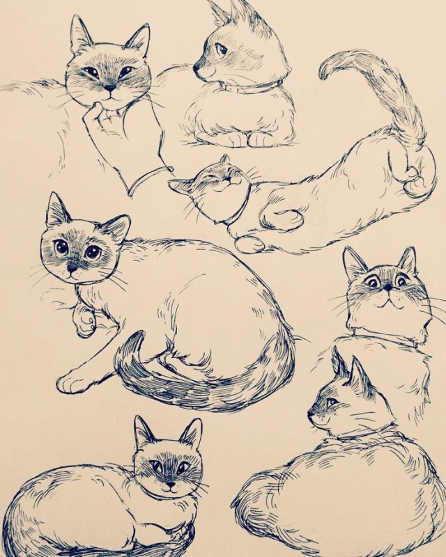 Наброски кошек карандашом