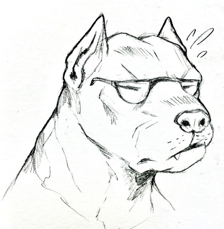 питбуль карандашом