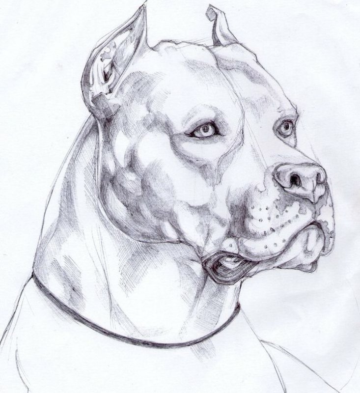 портрет собаки карандашом