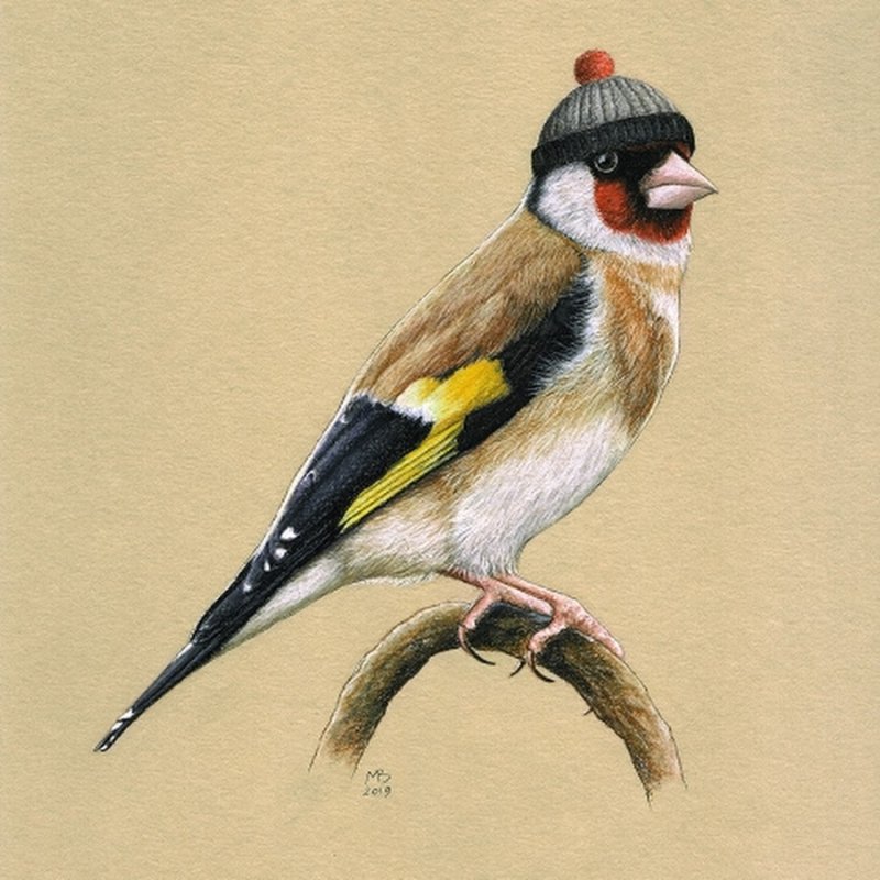 European Goldfinch птица