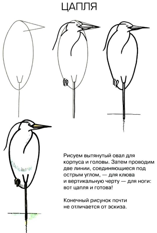 Цапля рисунок для детей поэтапно