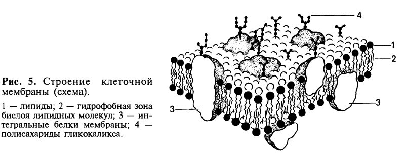 Схема строения клеточной мембраны
