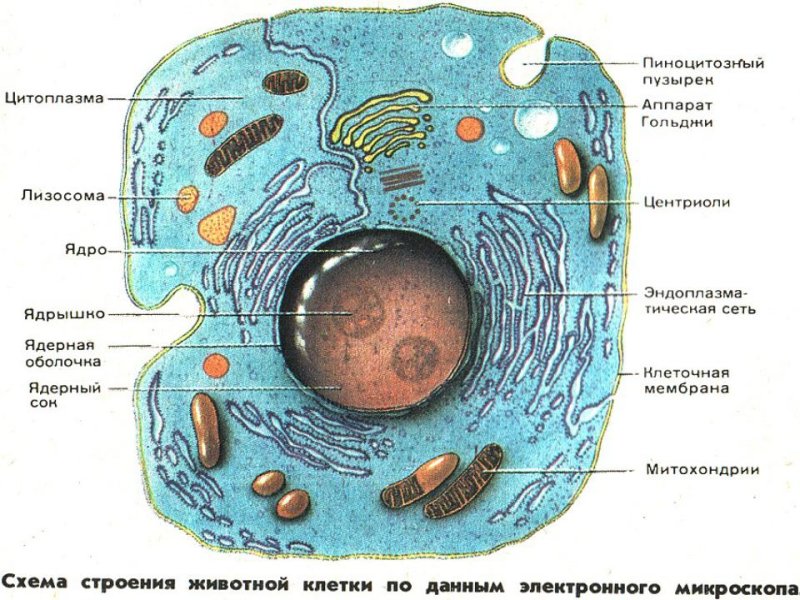 Структура эукариотической животной клетки