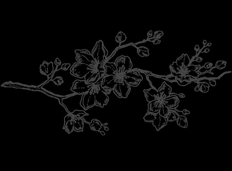 Ветка Сакуры рисунок