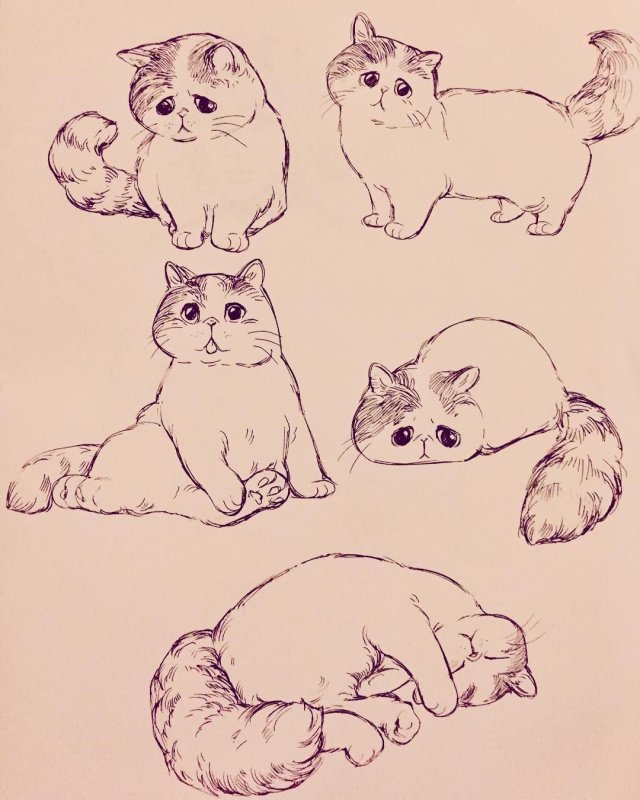 Рисунок кошки для срисовки