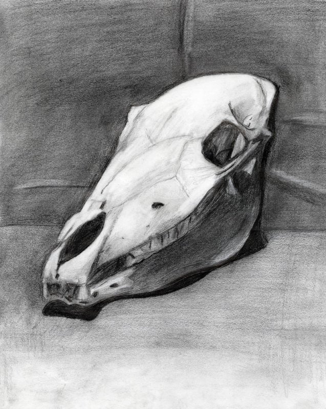 Череп лошади рисунок