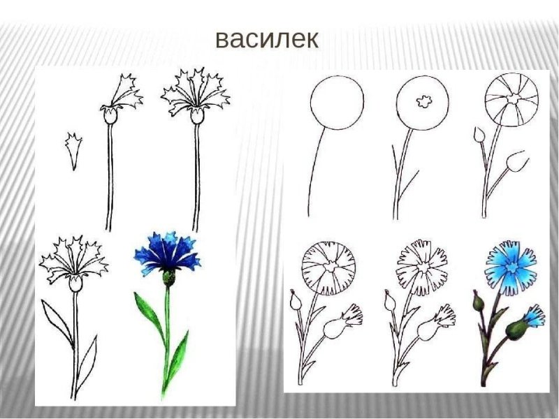 Рисунок василька