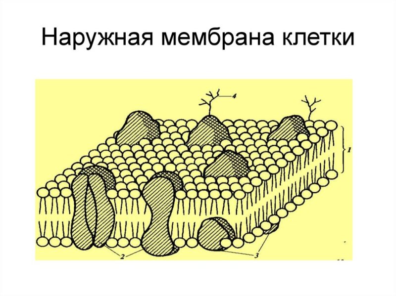 Наружная цитоплазматическая мембрана