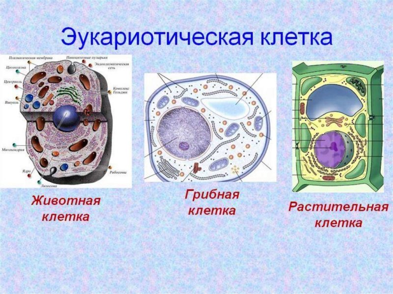 Строение эукариотической клетки животной и растительной