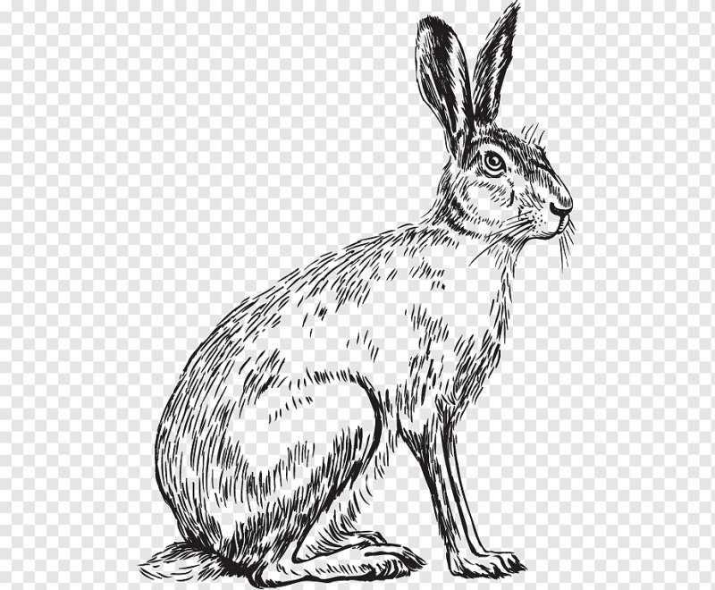 Кролик Графика