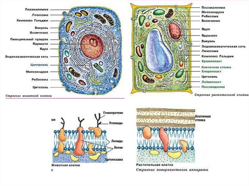 Схема строения эукариотической растительной клетки