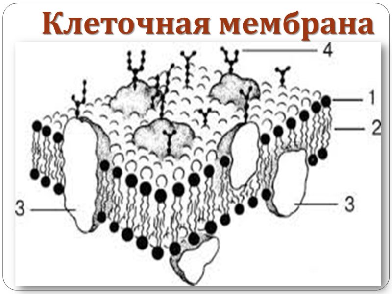 Структура клетки клеточная мембрана