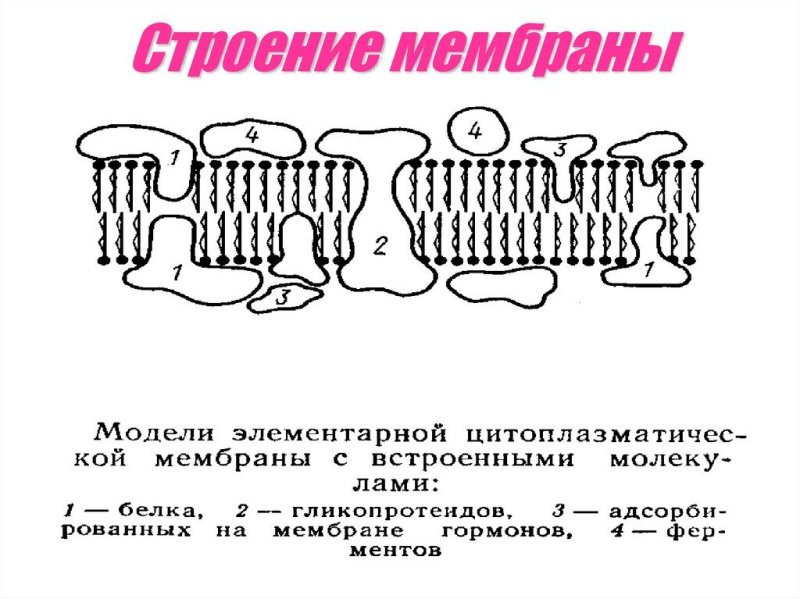 Схема элементарной биологической мембраны