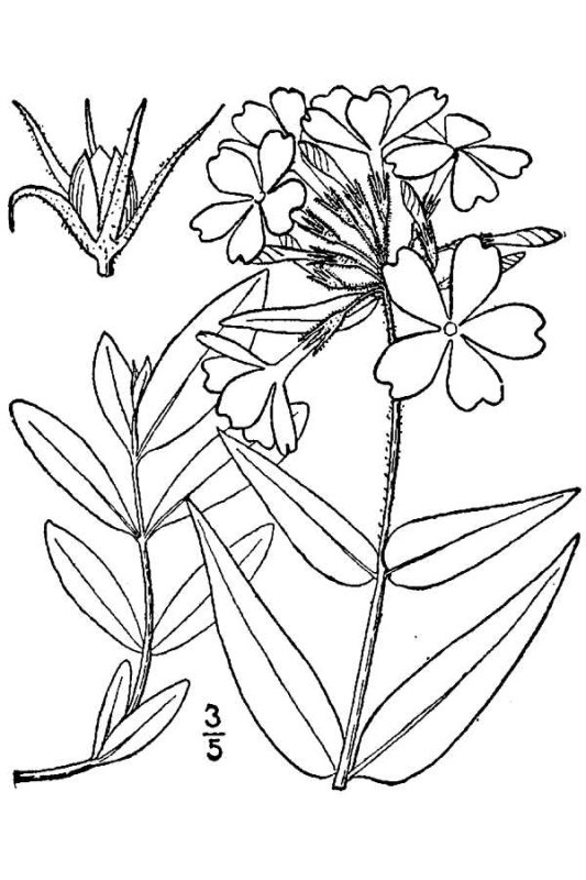 Флокс Свит Вильям