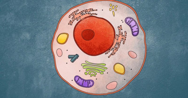 Клетка биология