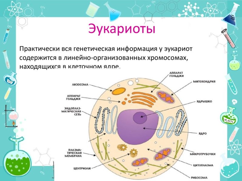 Строение клетки эукариот схема