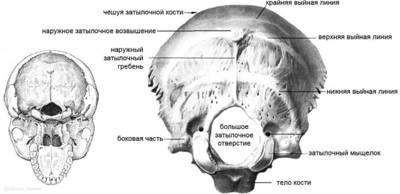 Затылочная кость черепа анатомия строение