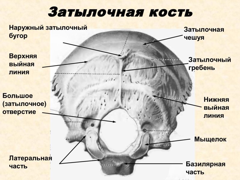 Затылочная кость